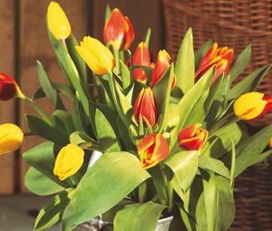 Preview wallpaper tulips, flowers, bouquet, big, bucket, herbs, buds