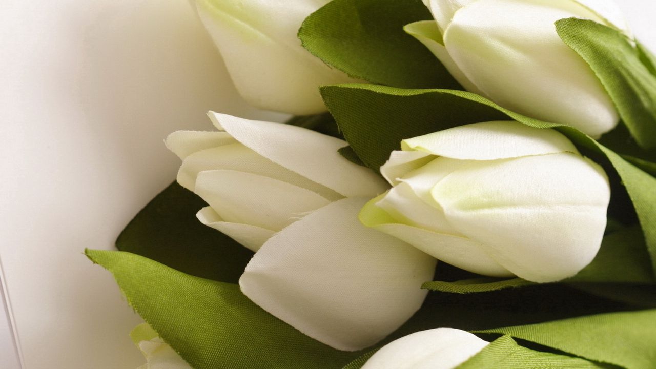 Wallpaper tulips, flowers, bouquet, white, artificial