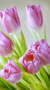 Preview wallpaper tulips, flowers, bouquet, spring