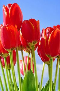 Preview wallpaper tulips, flowers, bouquet, red, sky, spring