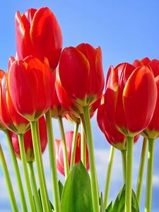 Preview wallpaper tulips, flowers, bouquet, red, sky, spring