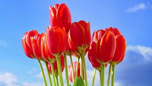 Preview wallpaper tulips, flowers, bouquet, red, sky, spring