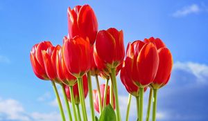 Preview wallpaper tulips, flowers, bouquet, red, sky, spring