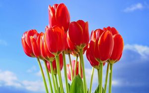 Preview wallpaper tulips, flowers, bouquet, red, sky, spring