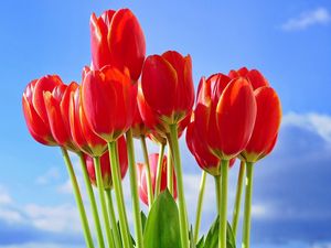 Preview wallpaper tulips, flowers, bouquet, red, sky, spring