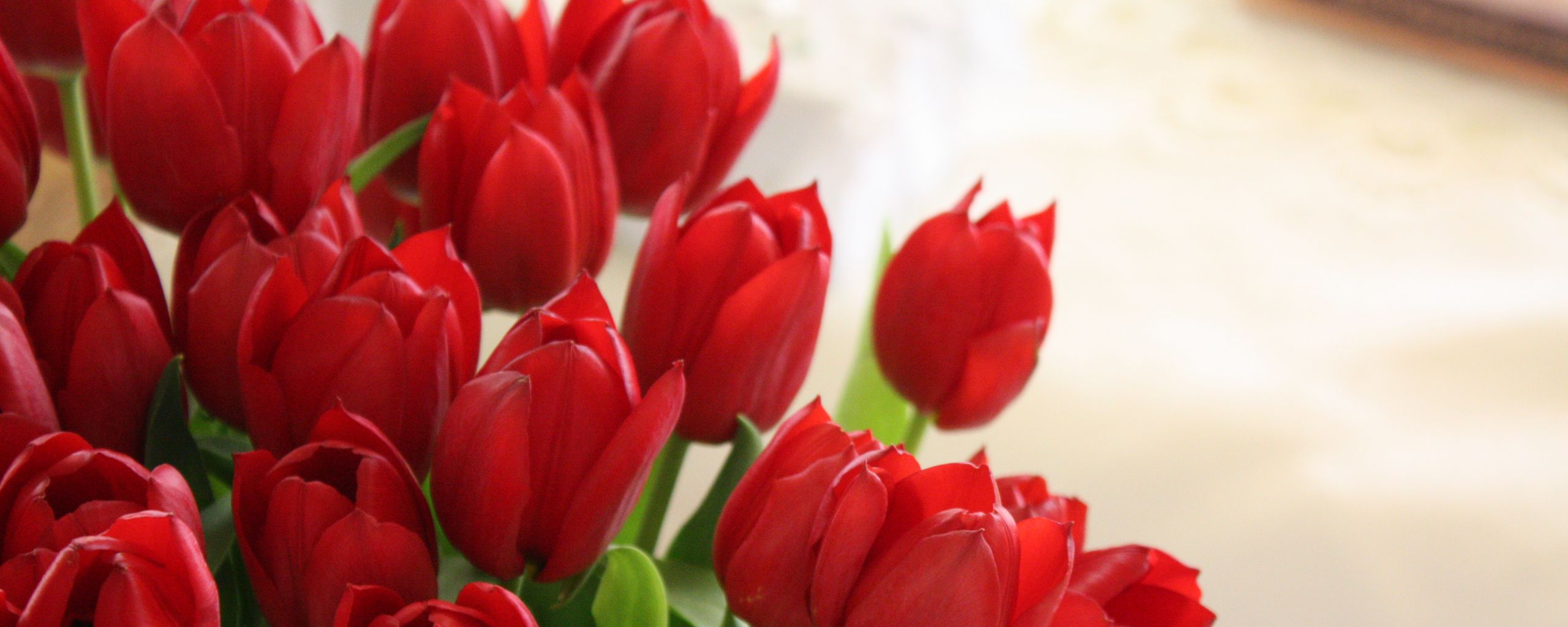 Với đầy đủ các màu sắc tươi sáng và phong cách sang trọng, những bông tulip trong hình sẽ khiến bạn thực sự ngất ngây.