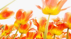 Preview wallpaper tulips, flowers, bright, light