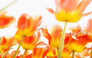 Preview wallpaper tulips, flowers, bright, light
