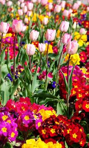 Preview wallpaper tulips, flowers, bright, flowerbed, spring, greens