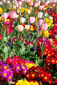 Preview wallpaper tulips, flowers, bright, flowerbed, spring, greens