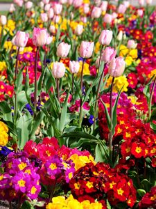 Preview wallpaper tulips, flowers, bright, flowerbed, spring, greens