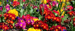 Preview wallpaper tulips, flowers, bright, flowerbed, spring, greens