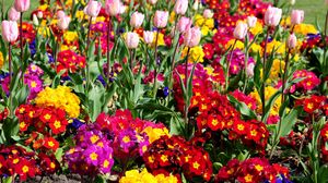 Preview wallpaper tulips, flowers, bright, flowerbed, spring, greens