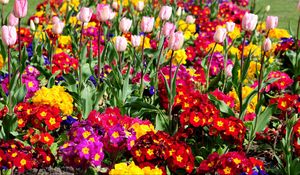 Preview wallpaper tulips, flowers, bright, flowerbed, spring, greens