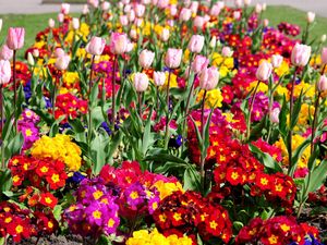 Preview wallpaper tulips, flowers, bright, flowerbed, spring, greens