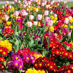 Preview wallpaper tulips, flowers, bright, flowerbed, spring, greens