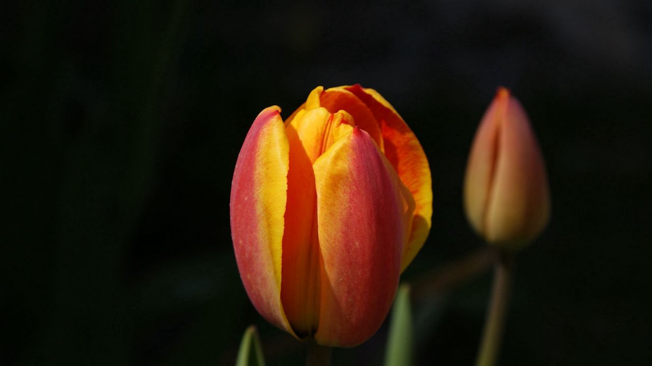 Wallpaper tulips, flowers, bud, two, background