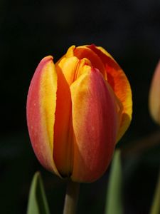 Preview wallpaper tulips, flowers, bud, two, background