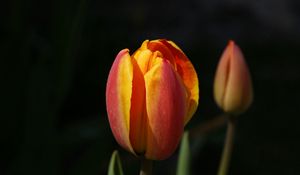Preview wallpaper tulips, flowers, bud, two, background