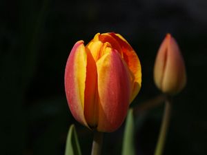Preview wallpaper tulips, flowers, bud, two, background