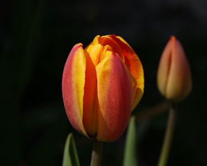 Preview wallpaper tulips, flowers, bud, two, background