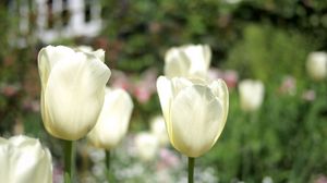 Preview wallpaper tulips, flowers, bud, stem