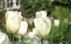 Preview wallpaper tulips, flowers, bud, stem