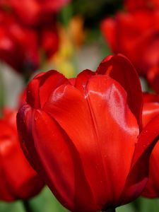 Preview wallpaper tulips, flowers, buds, blur