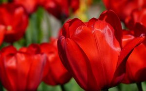 Preview wallpaper tulips, flowers, buds, blur