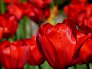 Preview wallpaper tulips, flowers, buds, blur