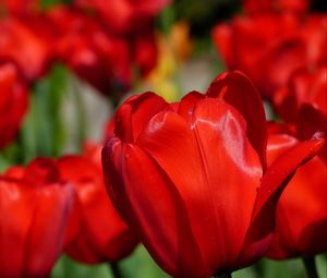 Preview wallpaper tulips, flowers, buds, blur