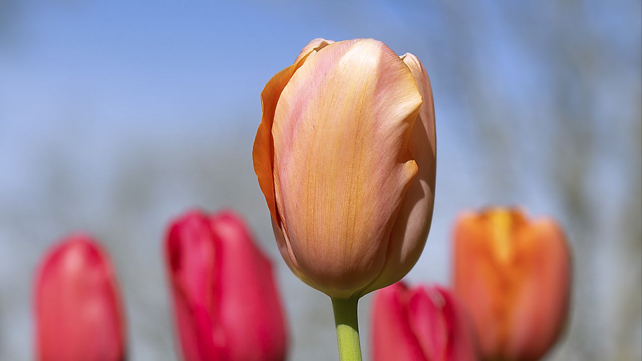 Wallpaper tulips, flowers, buds, spring, blur