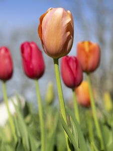 Preview wallpaper tulips, flowers, buds, spring, blur