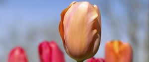Preview wallpaper tulips, flowers, buds, spring, blur