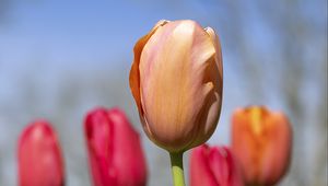 Preview wallpaper tulips, flowers, buds, spring, blur