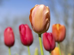 Preview wallpaper tulips, flowers, buds, spring, blur