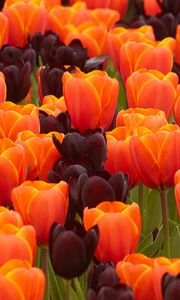 Preview wallpaper tulips, flowers, buds, spring, colorful