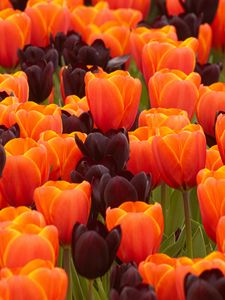 Preview wallpaper tulips, flowers, buds, spring, colorful