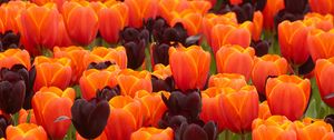 Preview wallpaper tulips, flowers, buds, spring, colorful