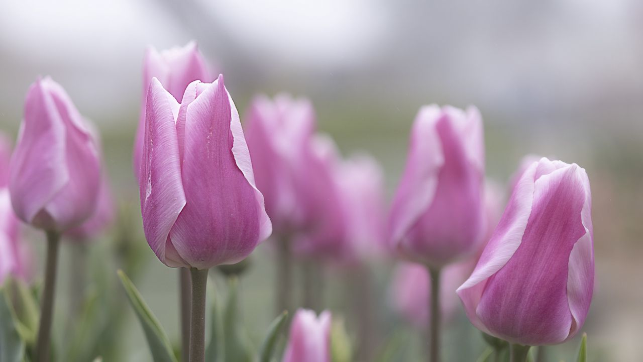 Wallpaper tulips, flowers, buds, pink, leaves, blur