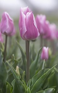 Preview wallpaper tulips, flowers, buds, pink, leaves, blur