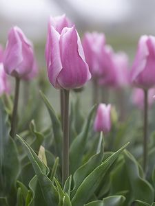 Preview wallpaper tulips, flowers, buds, pink, leaves, blur