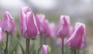 Preview wallpaper tulips, flowers, buds, pink, leaves, blur