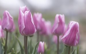 Preview wallpaper tulips, flowers, buds, pink, leaves, blur
