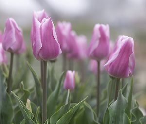 Preview wallpaper tulips, flowers, buds, pink, leaves, blur
