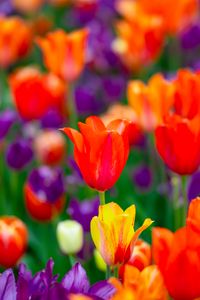 Preview wallpaper tulips, flowers, buds, colorful