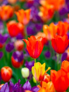 Preview wallpaper tulips, flowers, buds, colorful