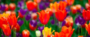 Preview wallpaper tulips, flowers, buds, colorful