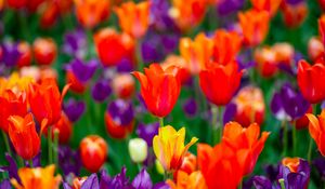 Preview wallpaper tulips, flowers, buds, colorful