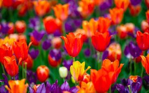 Preview wallpaper tulips, flowers, buds, colorful